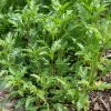 Verveine officinale - La vivace facile des tisanes