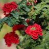 Verveine retombante rouge - Cascade rouge tout l'été