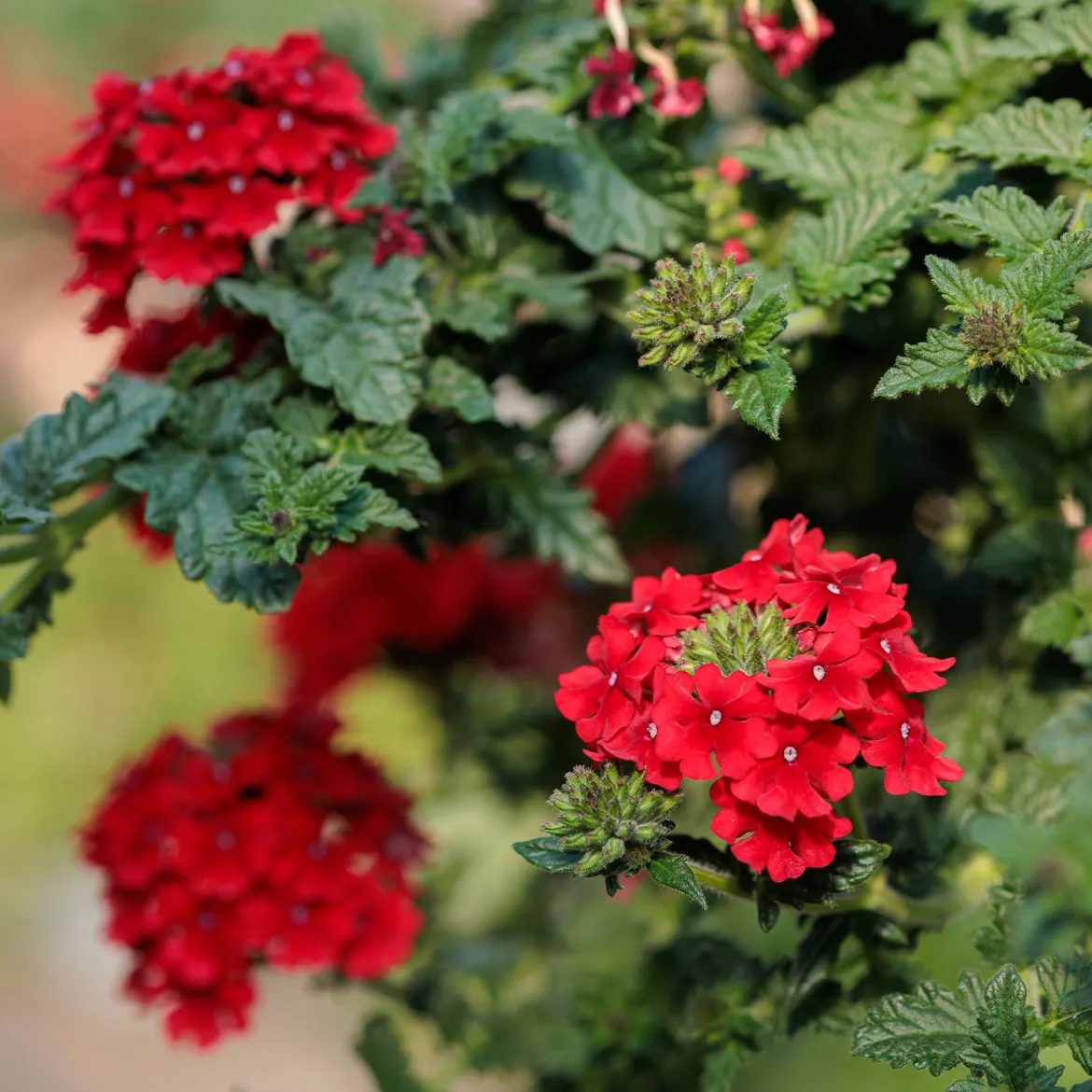 Verveine retombante rouge - Cascade rouge tout l'été