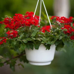 Verveine retombante rouge - Cascade rouge tout l'été