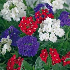 3 Verveines rouge, blanc, bleu en mélange - 3 couleurs, un été fleuri
