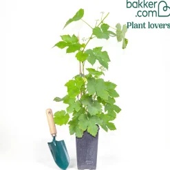 Vigne Bianca - Votre raisin blanc maison