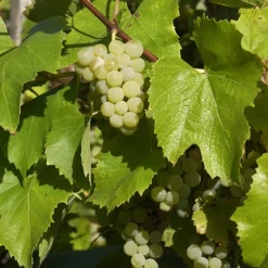 Vigne Bianca - Votre raisin blanc maison