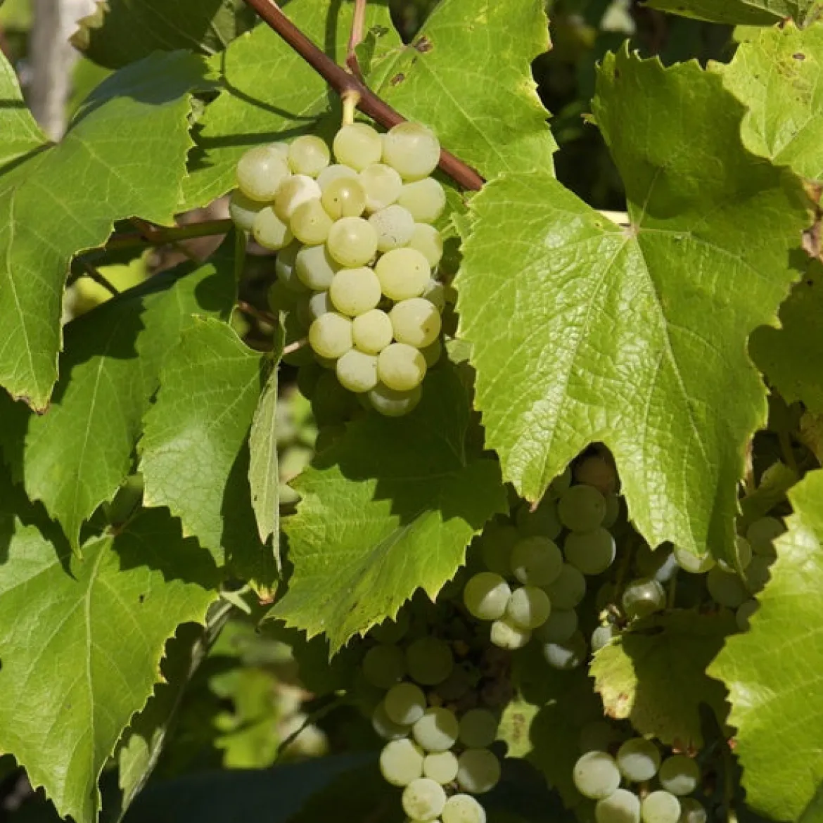 Vigne Bianca - Votre raisin blanc maison