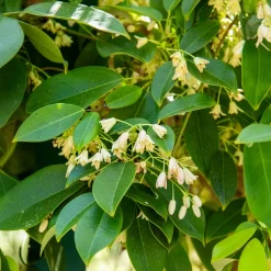 Vigne bleue de Chine - Un mur vert et parfumé