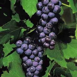 Vigne Boskoop Glory - Raisins bleus dès la 3e année