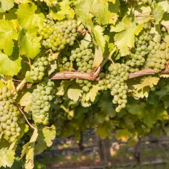Vigne Chardonnay - Votre raisin blanc maison