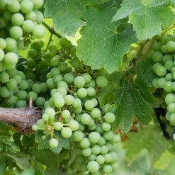 Vigne Chardonnay - Votre raisin blanc maison