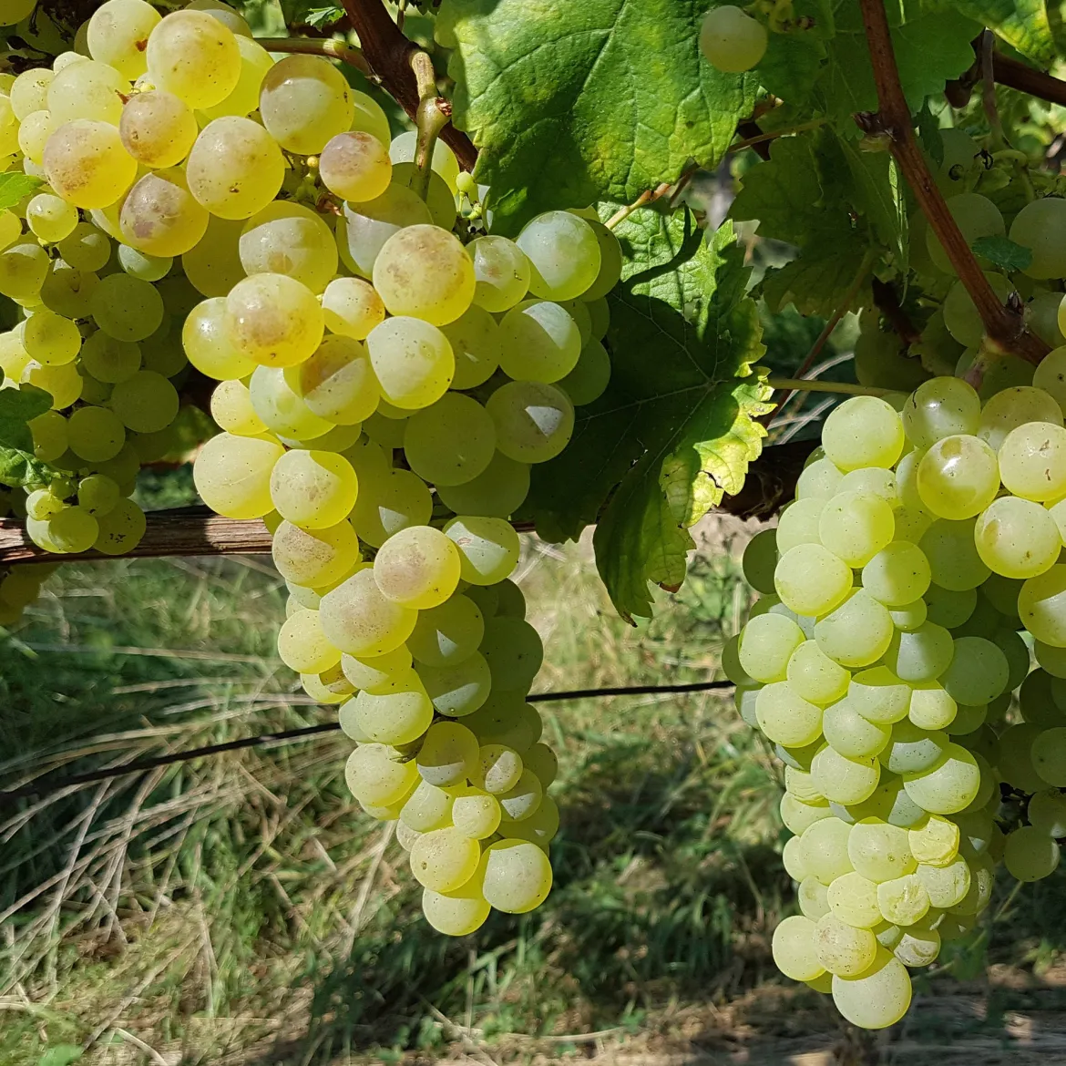 Vigne Chasselas de Fontainebleau - Du raisin doré chez vous