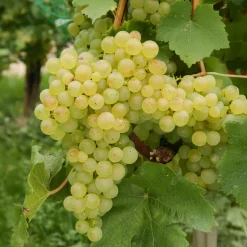 Vigne Chasselas de Fontainebleau - Du raisin doré chez vous