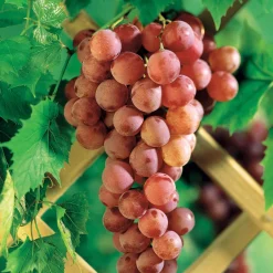 Vigne Chasselas rose - Du raisin rosé chez soi