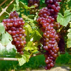 Vigne Chasselas rose - Du raisin rosé chez soi
