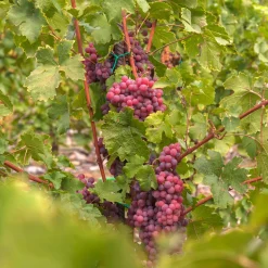 Vigne Chasselas rose - Du raisin rosé chez soi
