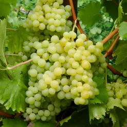 Vigne Exalta - Du raisin blanc chez vous