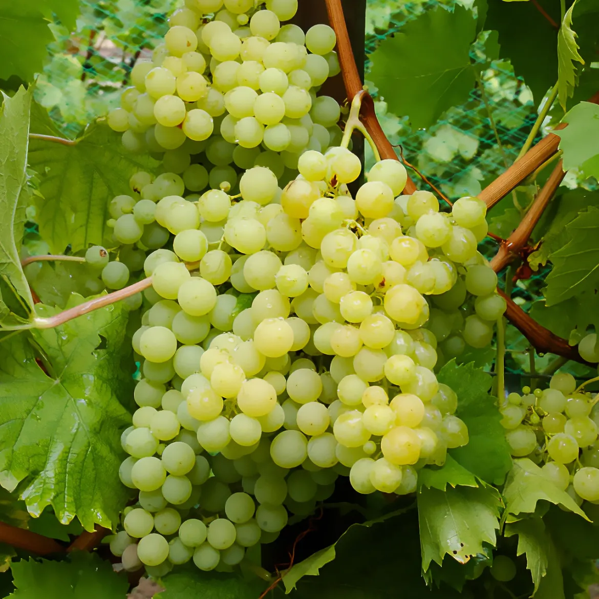 Vigne Exalta - Du raisin blanc chez vous