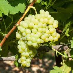 Vigne Exalta - Du raisin blanc chez vous