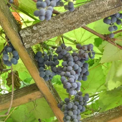Vigne Isabella - Une pergola gourmande en été