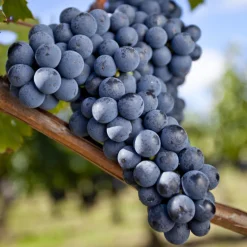 Vigne Merlot - Votre vin maison commence ici