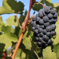 Vigne Merlot - Votre vin maison commence ici