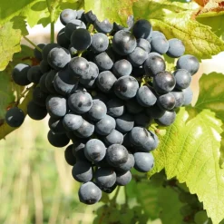 Vigne muscat bleu - Du raisin sucré chez vous