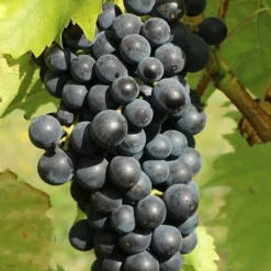 Vigne muscat bleu - Du raisin sucré chez vous