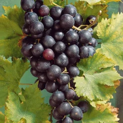 Vigne Muscat de Hambourg - Raisins sucrés faits maison
