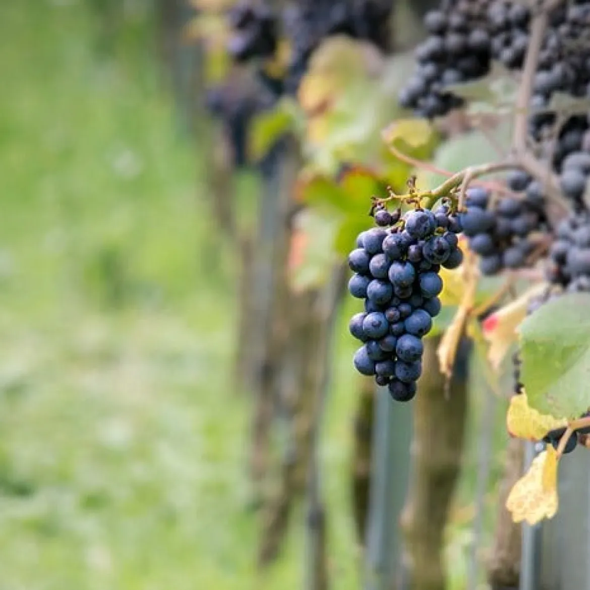 Vigne Pinot - Vos raisins dès septembre