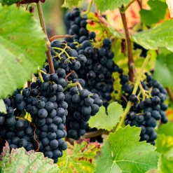Vigne Regent - Récolte de raisin sans traiter