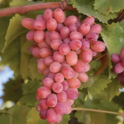 Vigne sans pépins Crimson Seedless - Du raisin sucré sans pépins