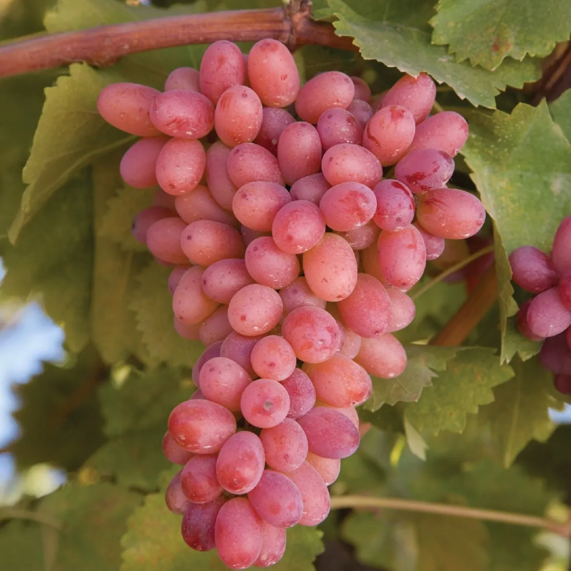Vigne sans pépins Crimson Seedless - Du raisin sucré sans pépins