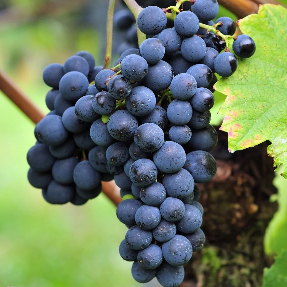 Vigne Triomphe d'Alsace - Du raisin maison sans effort