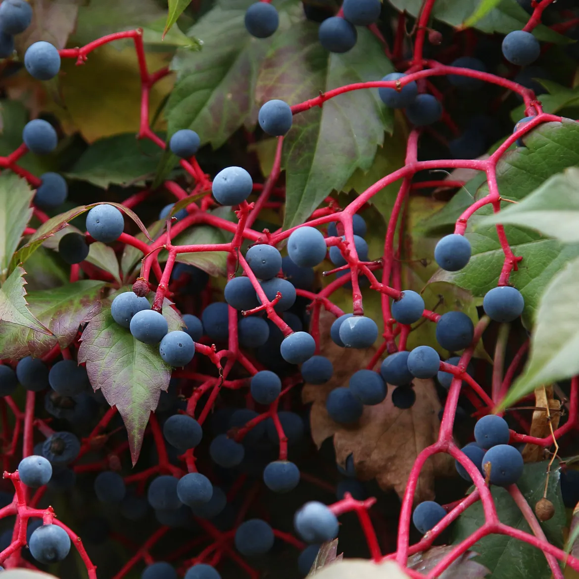 Vigne vierge d'Engelmann - Un mur rouge feu en un été