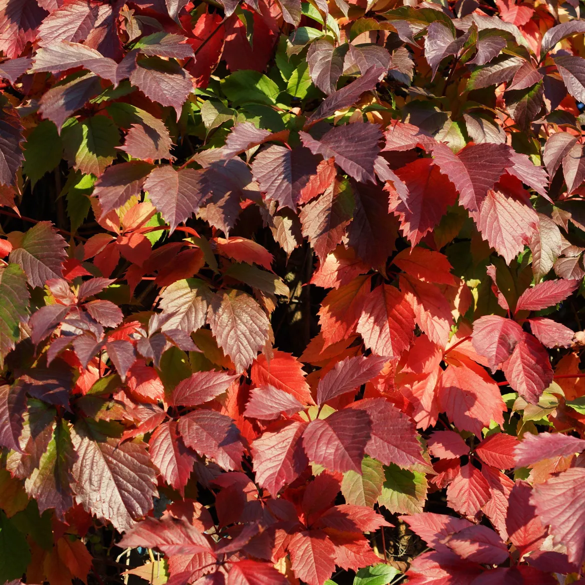 Vigne vierge d'Engelmann - Un mur rouge feu en un été