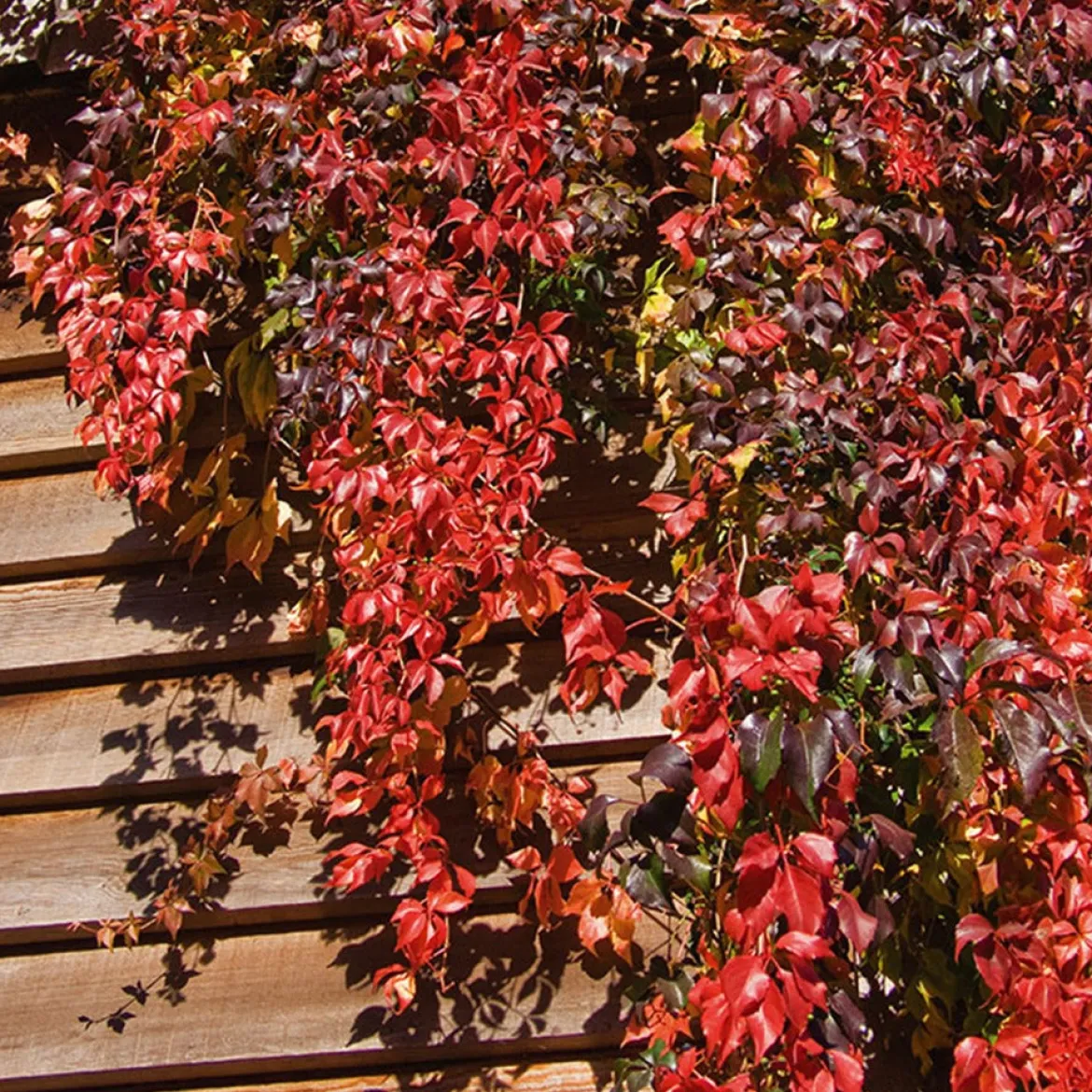 Vigne vierge d'Engelmann - Un mur rouge feu en un été