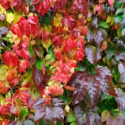 Vigne vierge d'Engelmann - Un mur rouge feu en un été