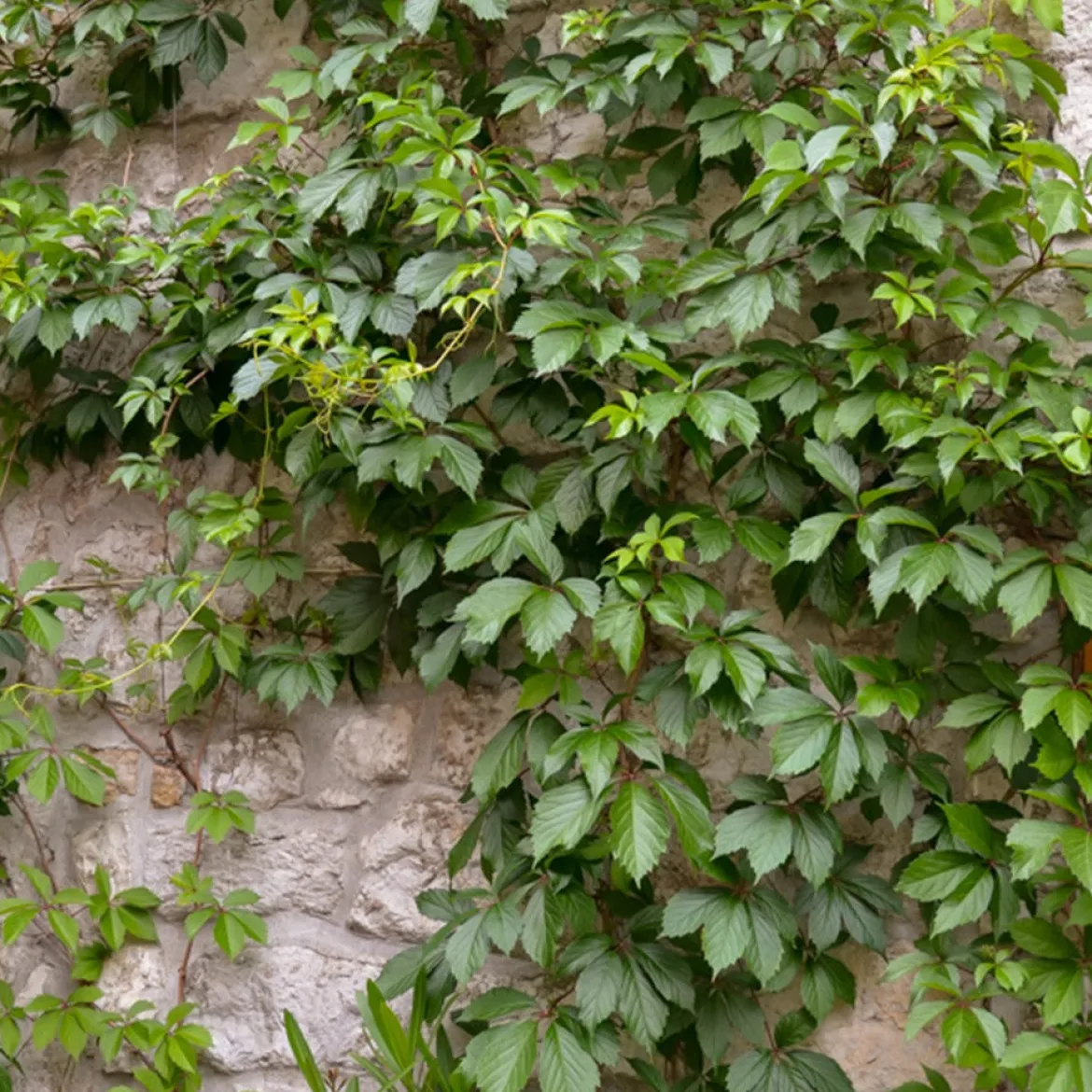 Vigne vierge d'Engelmann - Un mur rouge feu en un été