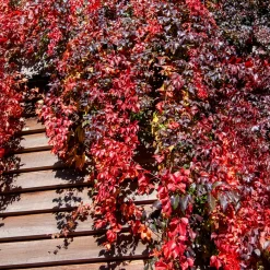 Vigne vierge Red Wall® - Un mur rouge feu en automne