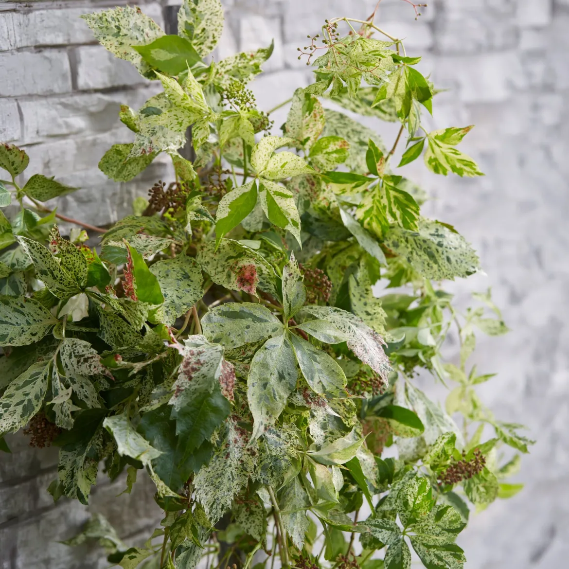 Vigne vierge Star shower® - Un mur vivant en un été