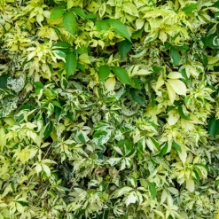 Vigne vierge Star shower® - Un mur vivant en un été