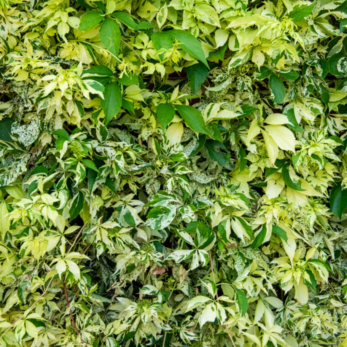 Vigne vierge Star shower® - Un mur vivant en un été
