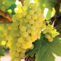 Vigne Vroege Van Der Laan - Raisins mûrs dès août