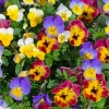 Violette cornue - Des fleurs tout l'été