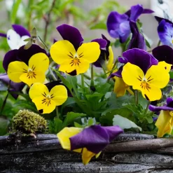 Violette cornue Helen Mount - Pensée - Fleurs dès l'automne