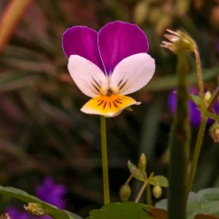 Violette cornue Helen Mount - Pensée - Fleurs dès l'automne