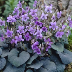 Violette de Labrador - Un tapis fleuri sans effort