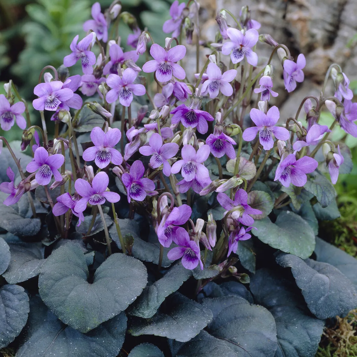 Violette de Labrador - Un tapis fleuri sans effort