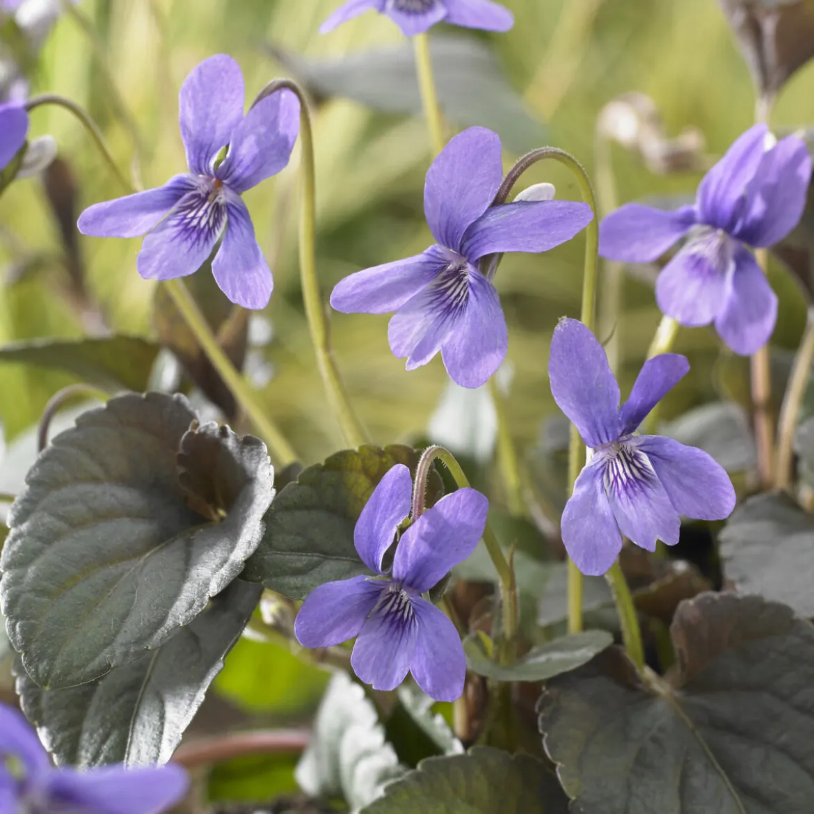 Violette de Labrador - Un tapis fleuri sans effort