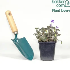 Violette de Labrador - Un tapis fleuri sans effort