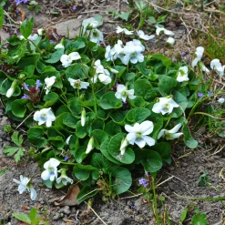 Violette odorante blanche - Un tapis blanc parfumé