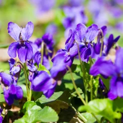 Violette odorante Königin Charlotte - Un parfum de printemps